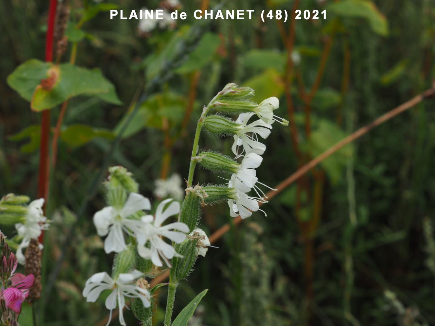 Catchfly, Forked flower